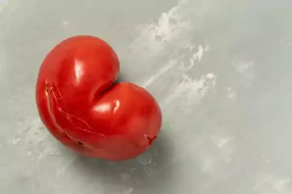 Tomato.