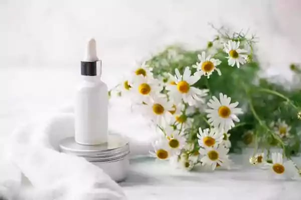 White daisies. 